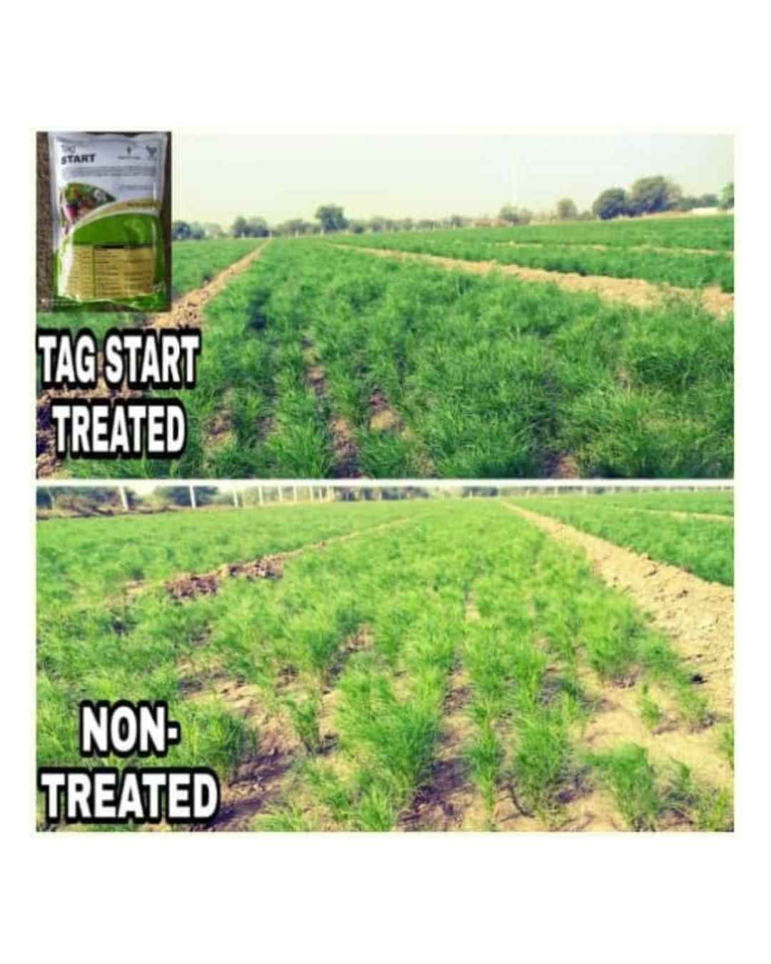 Tropical TAG Start Root Growth Booster ā Early Crop Establishment Fertilizer