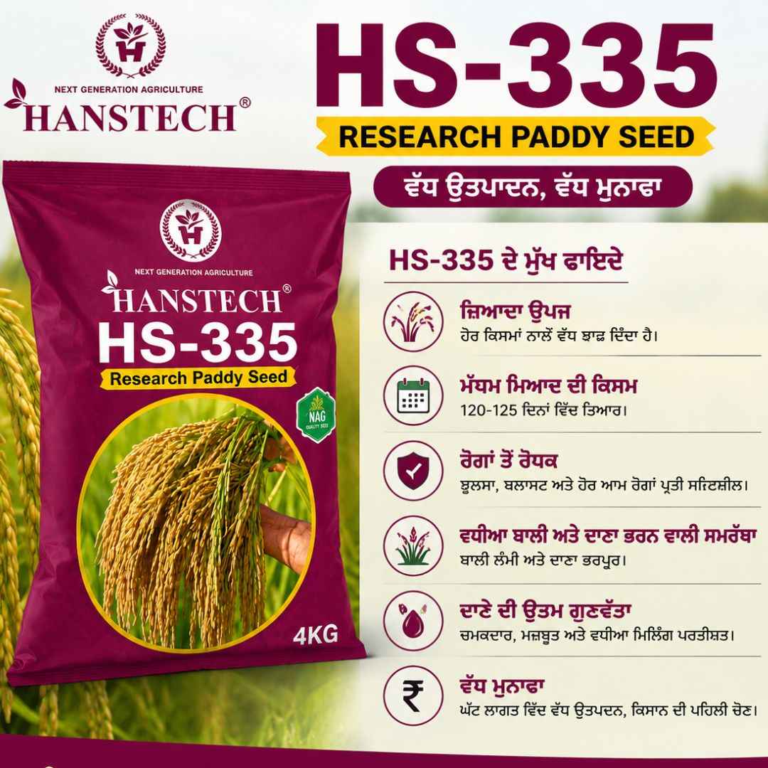 Hanstech HS-335 Research Paddy Seed | High Yield Rice Seed