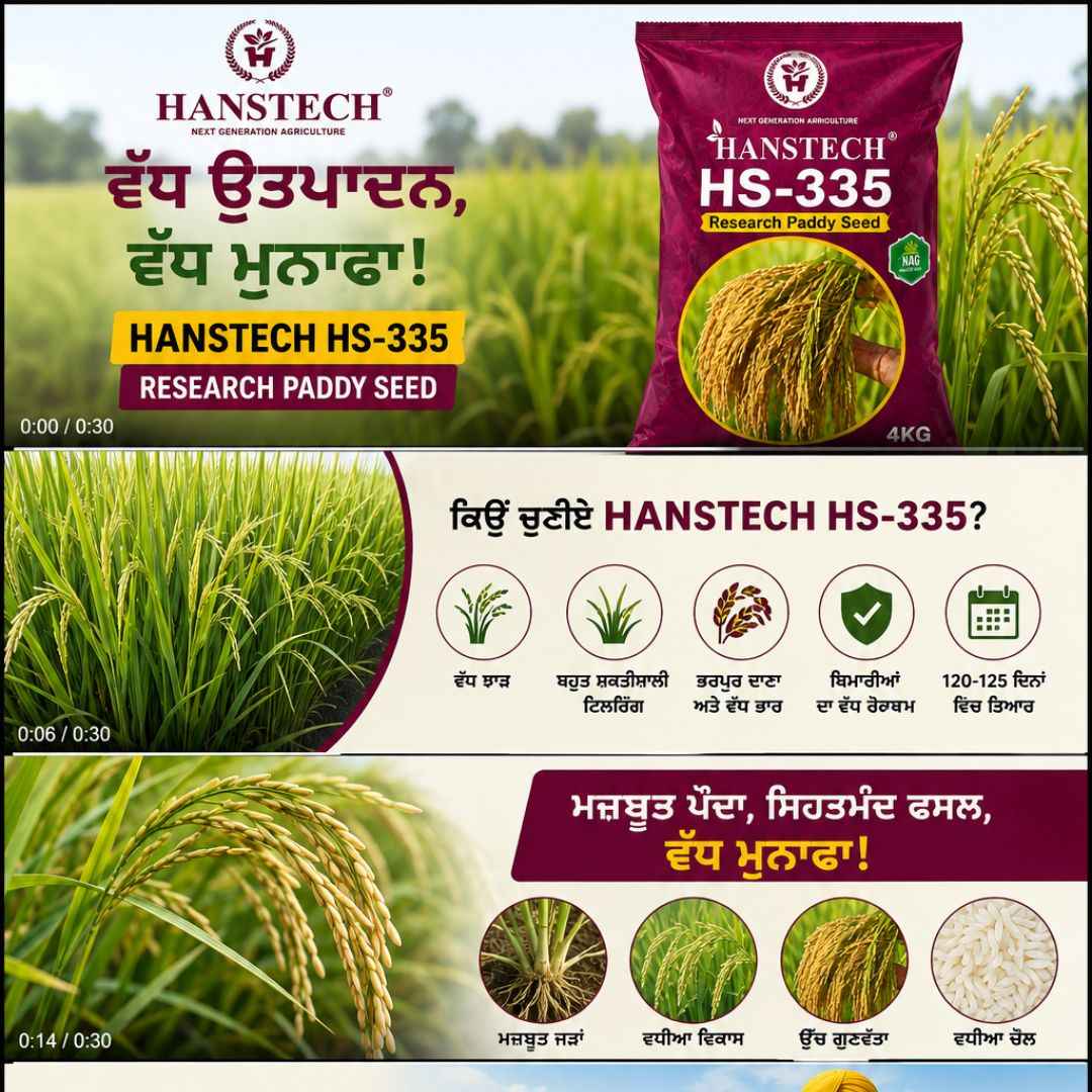 Hanstech HS-335 Research Paddy Seed | High Yield Rice Seed