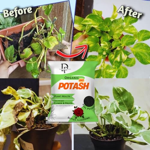 Dashmesh Bio Potash Fertilizer for Home and Garden Plant Health, Better Flowering and Increased Fruit Production (1 Kg) - Dashmesh Pesticides