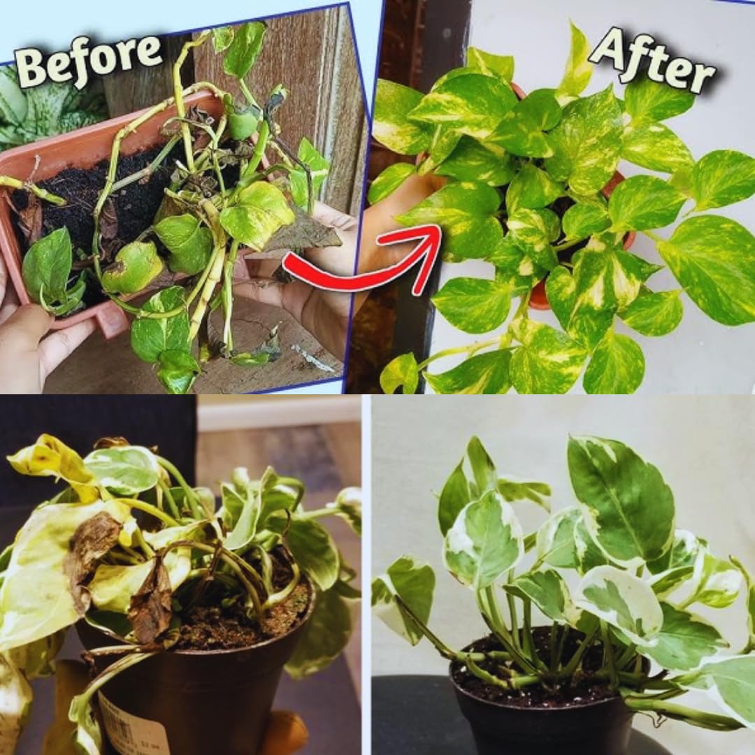 Dashmesh Organic Garden Fertilizer Kit, for Garden Plant Growth, 3 Pack - Dashmesh Pesticides