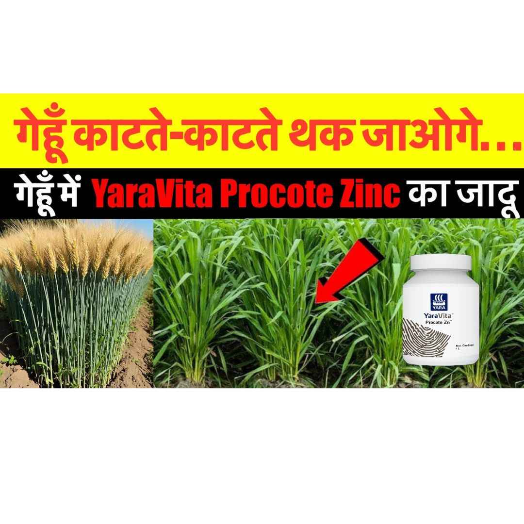 Yara Procote Zinc – Advanced Zinc Nutrition for Healthy Crop Growth