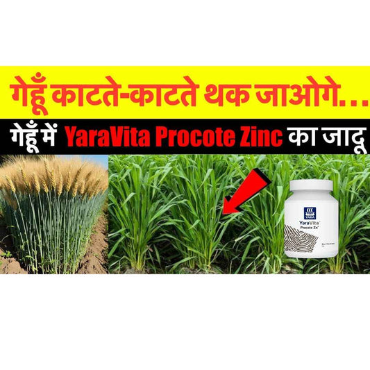 Yara Procote Zinc – Advanced Zinc Nutrition for Healthy Crop Growth